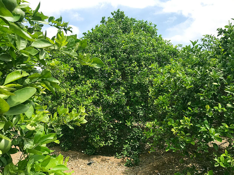 Lime Trees