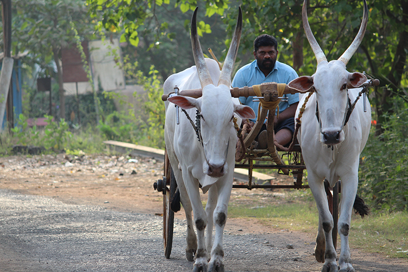 Bullock Cart